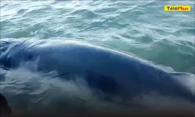 Bois-des-Amourettes : une baleine blessée aperçue dans le lagon