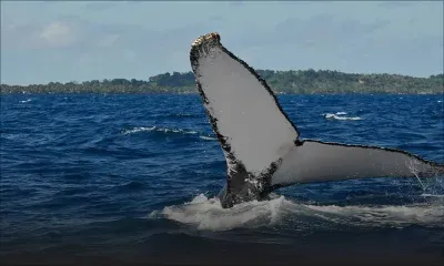 Nage avec les cétacés : Eco-Sud saisit la Cour suprême pour demander l'interdiction du "commerce illégal"