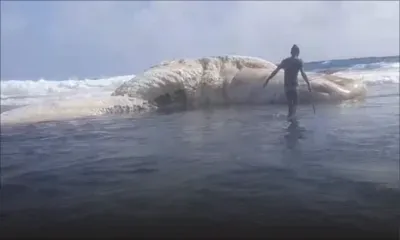Rodrigues : une baleine coincée sur les rives de Rivière Banane