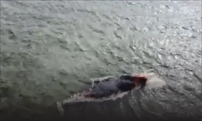 Vieux Grand Port : un protocole enclenché pour enlever les restes d’une baleine