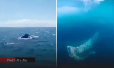 Baleines à bosse dans nos eaux : il est interdit de nager avec ces cétacés