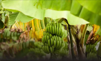 Culture de la banane : présence du champignon Black Sigatoka à Maurice