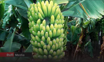 Pailles : un voleur de bananes arrêté