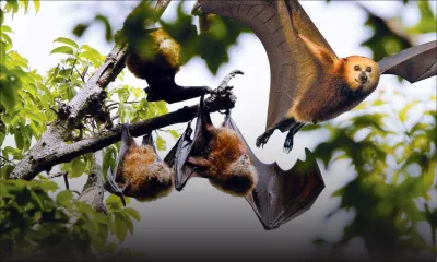 Is there still a need for bat culling? A Public Perception