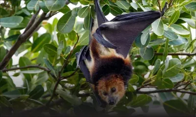 Répit pour les chauves-souris cette année