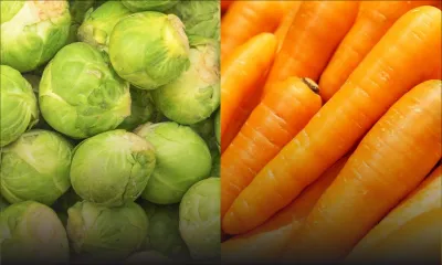 Choux et carottes : les prix revus par l’Agricultural Marketing Board