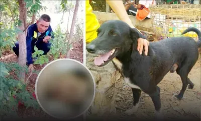 Un chien salué en héros pour avoir sauvé un bébé 