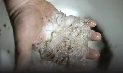 France : deux contrebandiers de bébés anguilles condamnés à 7 mois de prison