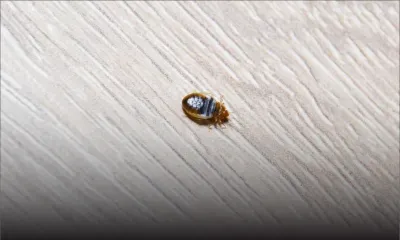 Un parent d'élève dénonce la présence de punaises dans un collège 