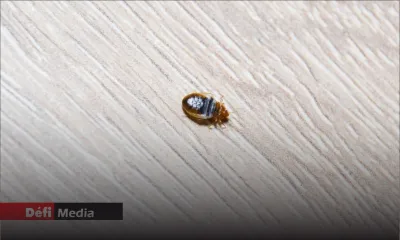 Présence de punaises : toutes les écoles seront désinfectées pendant les vacances