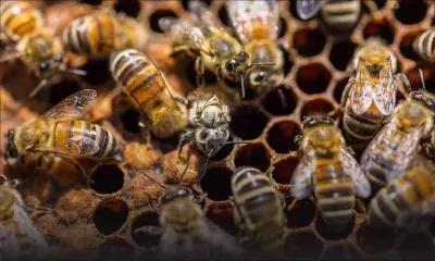 Des nids d’abeilles et des stands de miel volés à un apiculteur