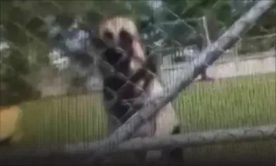 Wooton : la présence d’un berger allemand dans un jardin d’enfants suscite l’indignation