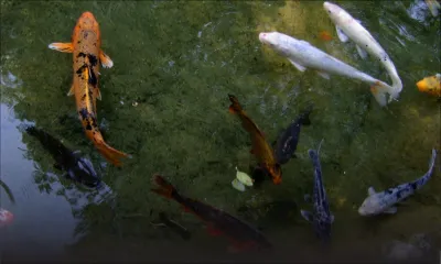 Camp-Chapelon : des poissons « Berry » volés dans un étang