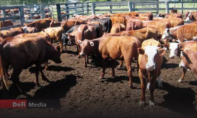 Qurbani 2020 : prix fixé à Rs 136,5 le kilo 