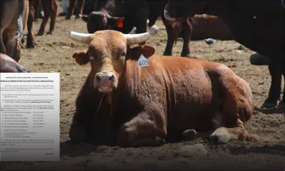 Eid-Ul-Adha : voici les modalités pour les demandes d’autorisation pour l’abattage des animaux à domicile  