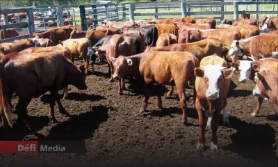 Eid-ul-Adha : le prix du bétail fixé à Rs 174 le kilo