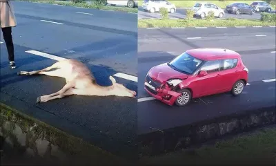 À Trianon : une biche mortellement renversée par une voiture