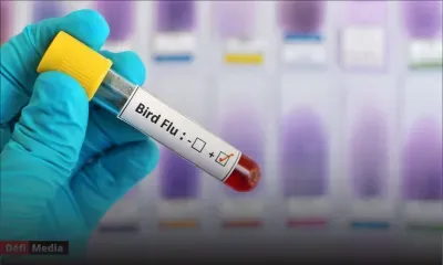 La grippe aviaire, une menace pour la santé humaine qui pourrait «frapper à la porte»