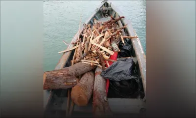 Vols de «sandalwood» sur l’île d’Ambre
