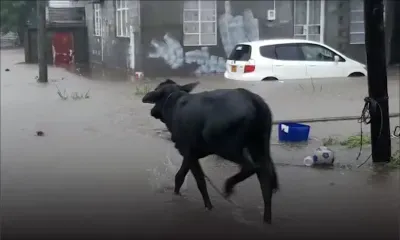 Pluies torrentielles - Vallée-des-Prêtres : un bœuf s’échappe…
