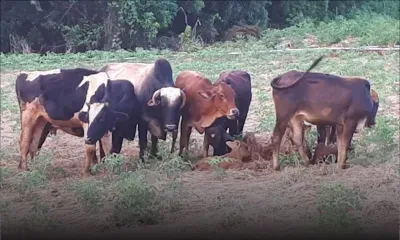 Notre-Dame : des bœufs saccagent une plantation de pommes d’amour et de calebasses 