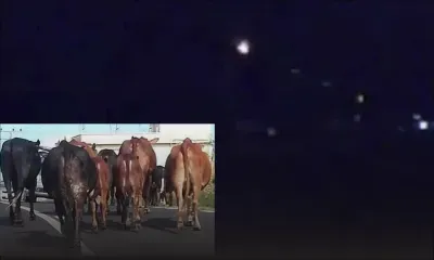 A Sorèze : des bœufs empruntent la voie rapide sur l’autoroute !