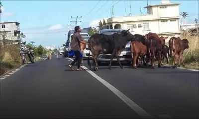 [Diaporama] Grand-Baie : des bœufs provoquent un embouteillage
