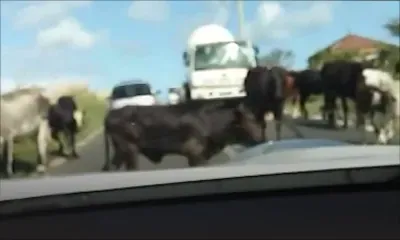 A Grand-Baie : des bœufs errent sur le chemin 20 pieds