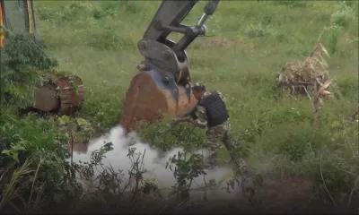 Fièvre aphteuse : des bœufs abattus à la carabine