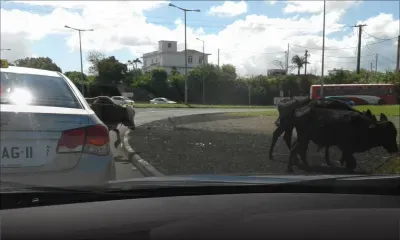 Highlands : des bœufs bloquent la route