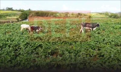 Des boeufs «détruisent» une plantation à Grand-Baie : leurs propriétaires sanctionnés 