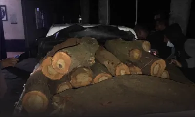 Abattage illégal et vol de bois : Quatre personnes arrêtées