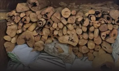 À L’Espérance-Trébuchet : du bois de santal estimé à Rs 10 M saisi