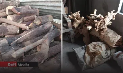 Lors d’une opération à Ébène : deux hommes arrêtés pour avoir volé du bois de santal 