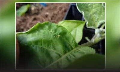 Culture vivrière - Aubergine : un puceron ravageur attaque les plantations