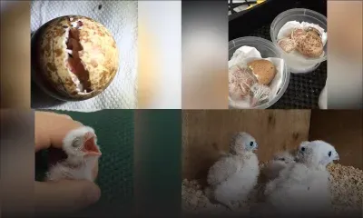 Espèce menacée : plan de repeuplement pour la crécerelle mauricienne