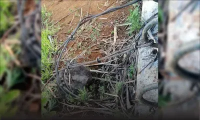 Eclairage – Chute mortelle sur un parcours de tyrolienne : qui est le gestionnaire du Domaine de Chazal ?