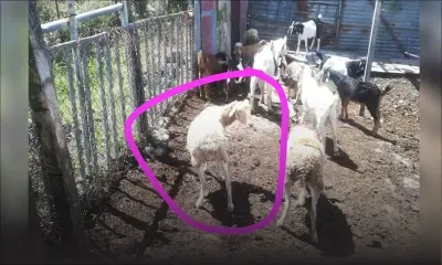 Goodlands : trois suspects arrêtés pour le vol de chèvres et moutons