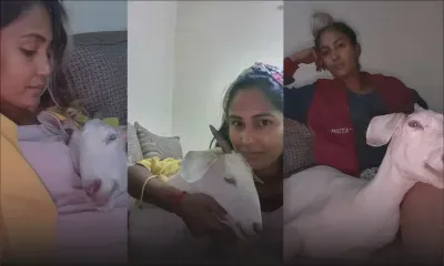 Disparition : avez-vous vu Sarah, la chèvre domestique de Priya Gobardhan ? 