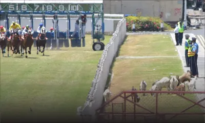 Insolite au Champ de Mars : les chevaux galopent, les cabris paissent