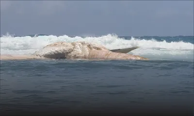 Cachalot retrouvé sans vie à Rodrigues : des prélèvements effectués