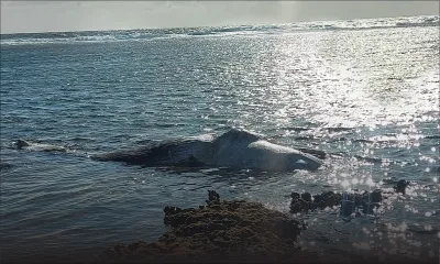 Un cachalot s’échoue à Rodrigues 