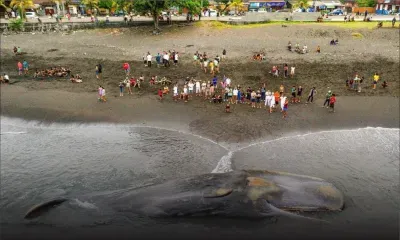 Un cachalot de 18 mètres s'échoue sur une plage de Bali