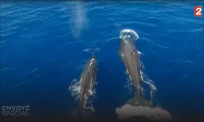 Envoyé spécial : le ballet des cachalots au large de Maurice