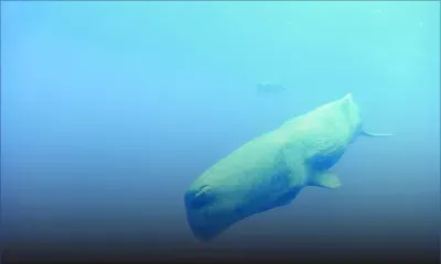 Appel aux plaisanciers et autres de ne pas s’approcher du cachalot Mystère