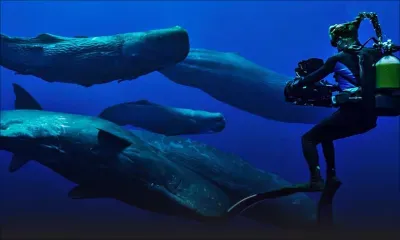 Naissance dans l'océan Indien : un bébé cachalot baptisé Varuna