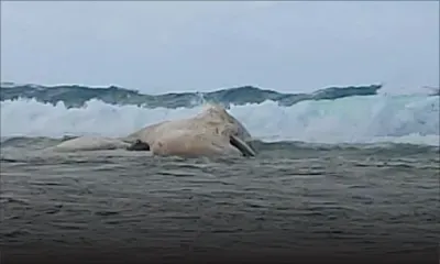 Un cachalot s’échoue à Bel-Ombre