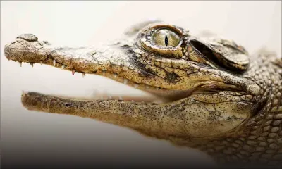 Rio : des caïmans dans une favela de Rio après des pluies diluviennes
