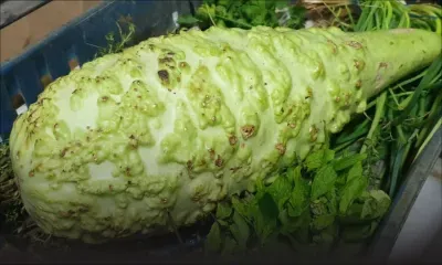 Laventure : huit jeunes victimes d’un malaise après avoir consommé de la calebasse 