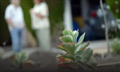 Des plantes rares prisées en Asie arrachées des côtes californiennes